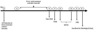 Combined Effect of Co-administration of Stromal Cell-Derived Factor-1 and Granulocyte-Colony Stimulating Factor on Rat Model of Alzheimer’s Disease